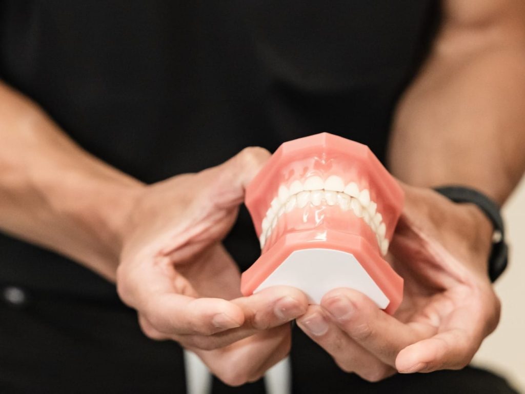 A person holds a dental model showcasing teeth and gums. The model demonstrates dental anatomy and is likely used for educational purposes in a dental setting.
